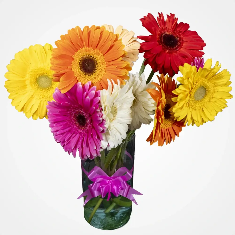 Gerberas